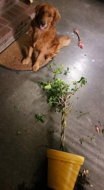 FB_IMG_1493399355109